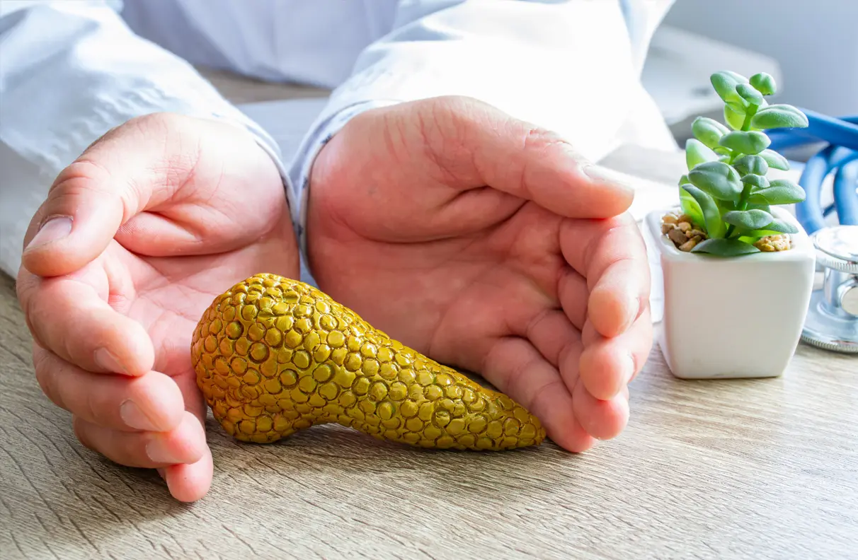 A pair of hands surrounding a pancreas model symbolising protection