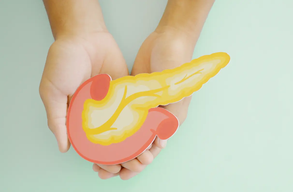 A pair of hands holding an illustration of a pancreas symbolising pancreatic care