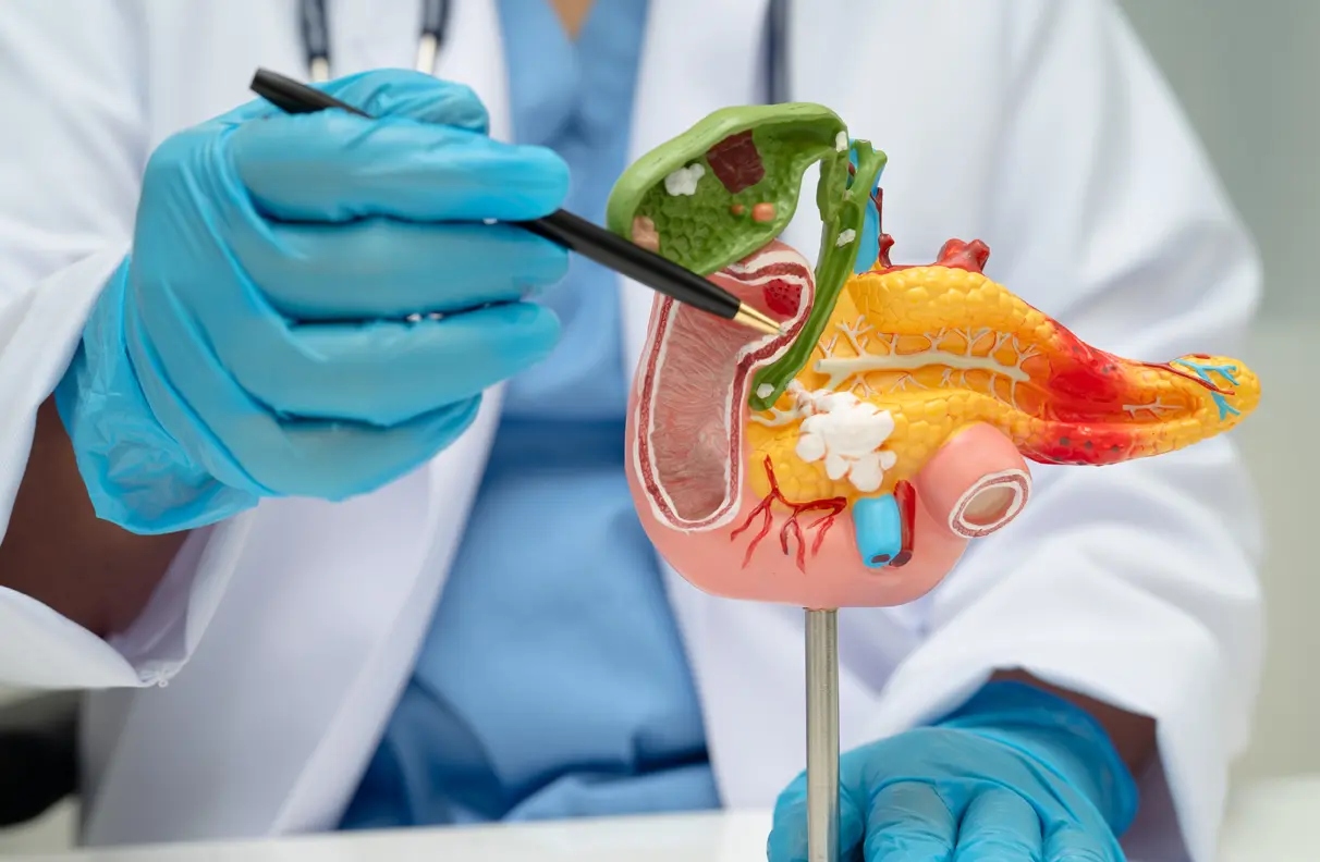 A medical professional referring to an anatomy of the human pancreas