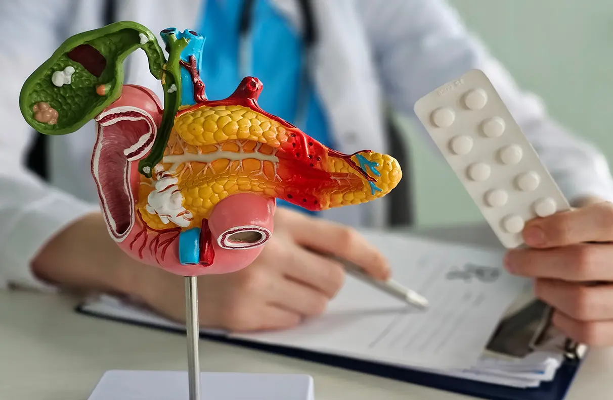 A doctor referring to documentation and a model of the human pancreas