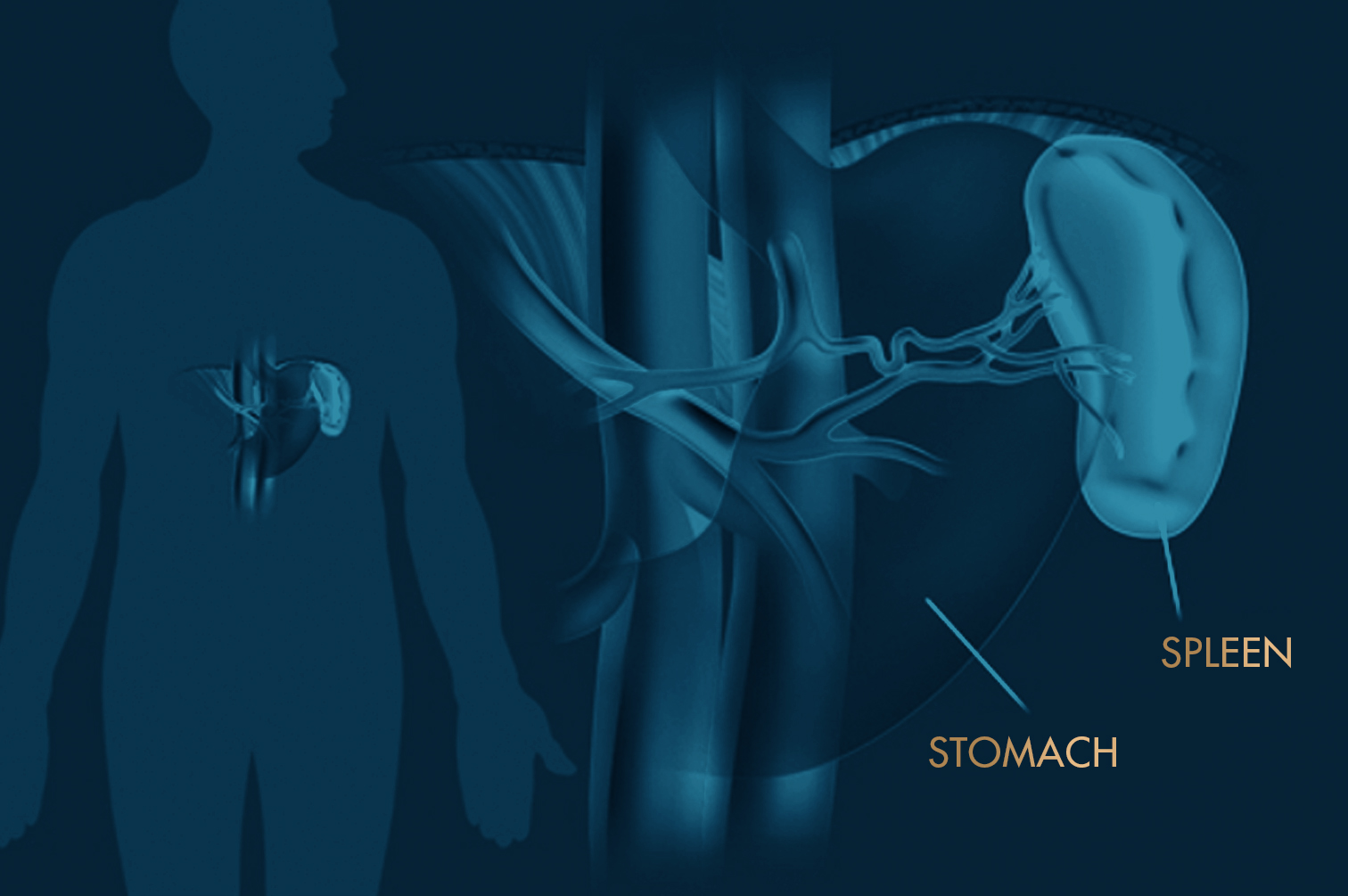 Stomach and Spleen Illustration