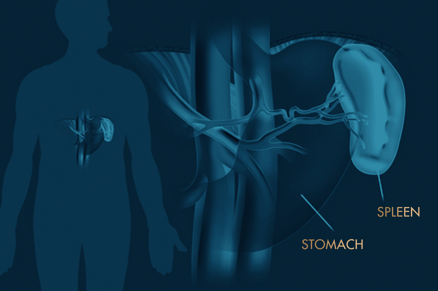 Stomach and Spleen Illustration