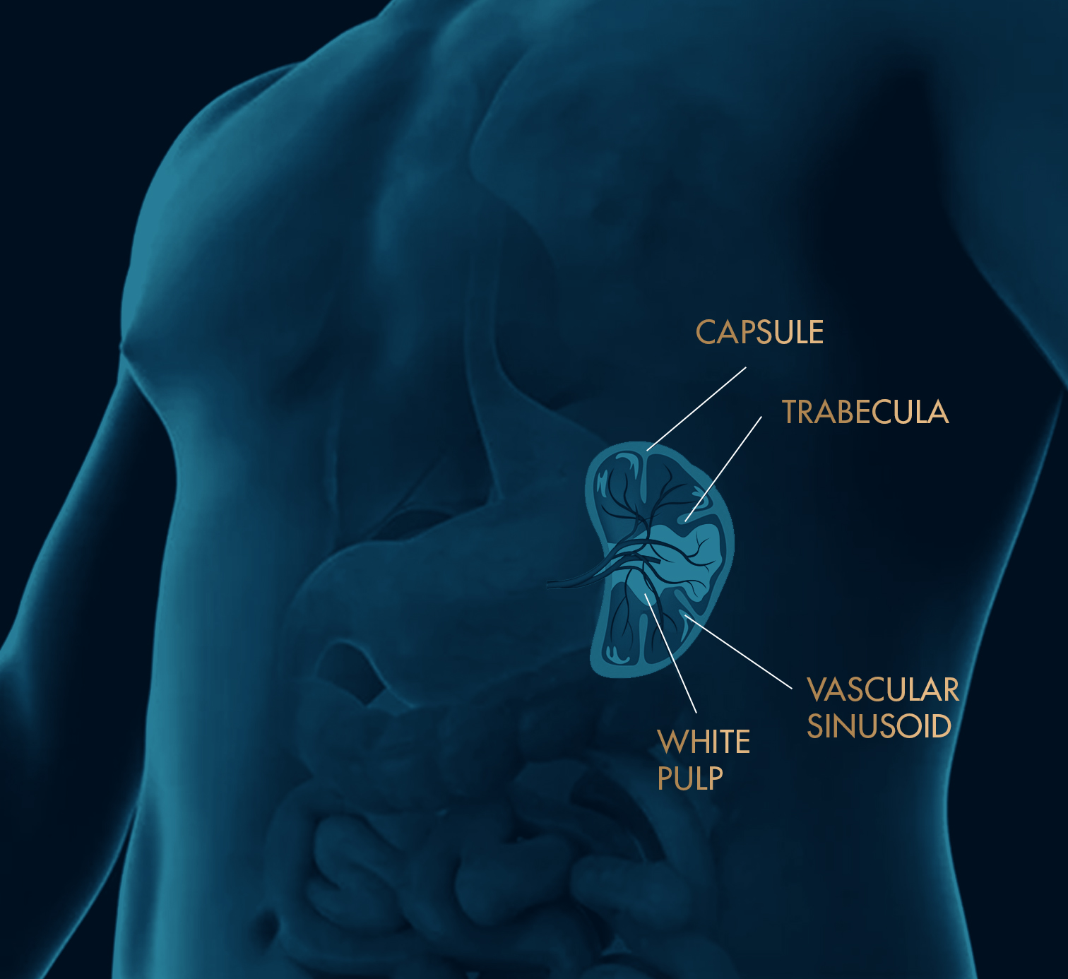 Splenomegaly Singapore