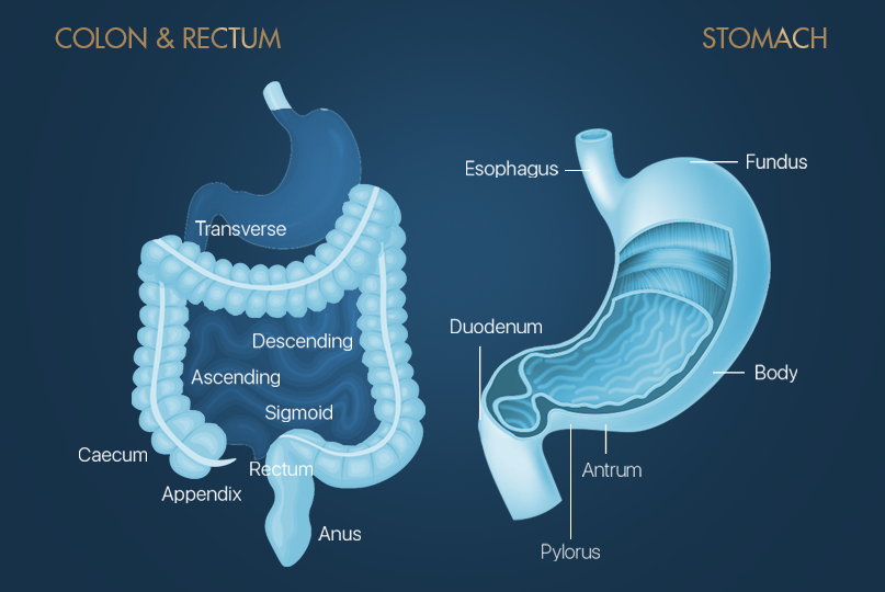 Endoscopy Screening Singapore