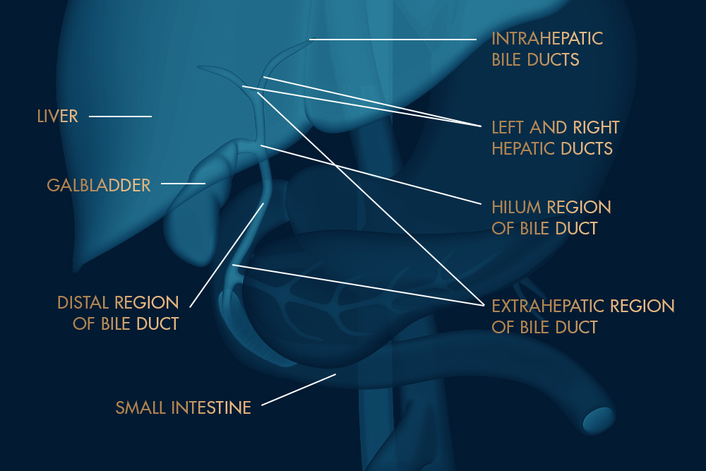 Bile Duct Anatomy Illustration