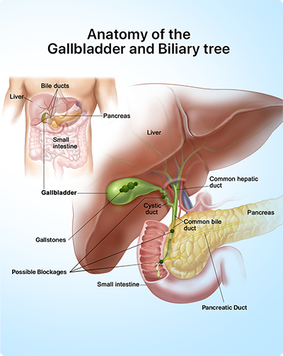 Anatomy of Biliary Tree